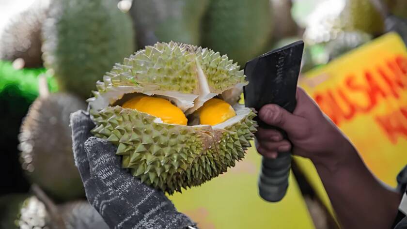 choose ripped durian